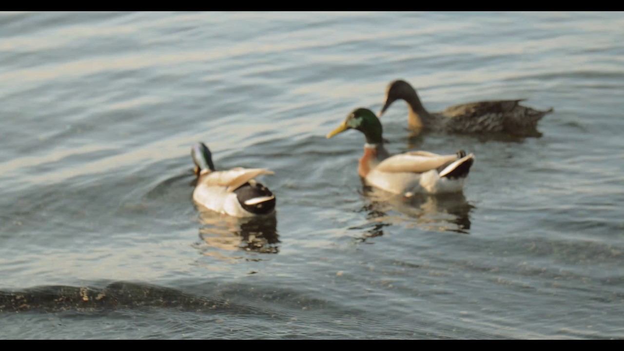 Italy 2 смотреть онлайн