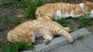 Сабай и Санук