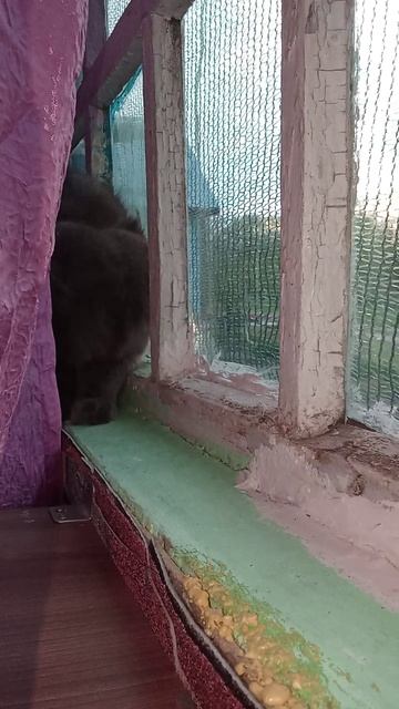 реакция кота на котенка
#Кот Кисель
#КотШипитНаКотенка смотреть онлайн