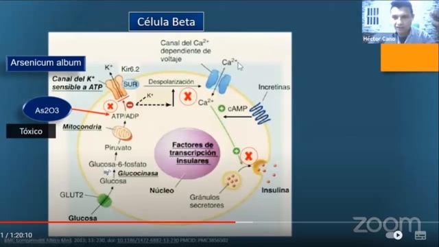 Abordaje Médico Homeopático del Paciente con Diabetes смотреть онлайн