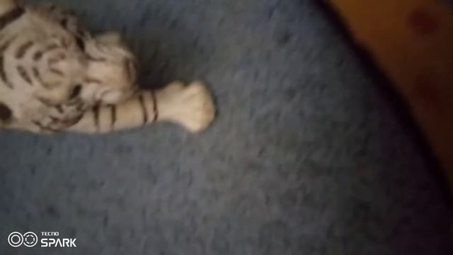 лев Бро льван и тигр бро ловят добычу первая часть смотреть онлайн