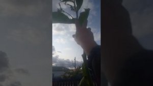 Сбор листьев табака