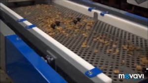 Оборудование для переработки грецкого ореха