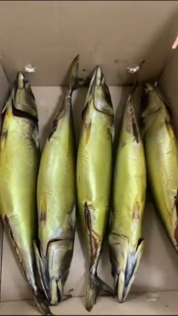 СКУМБРИЯ ХОЛОДНОГО КОПЧЕНИЯ НА ОБОРУДОВАНИИ МОСКИТ смотреть онлайн