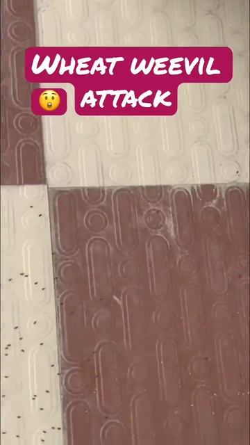 Wheat weevil attack смотреть онлайн