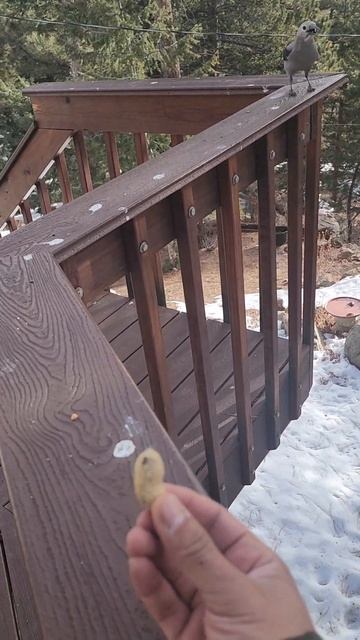 Clark's nutcracker eats a peanut out of my hand. 12/23/23 смотреть онлайн