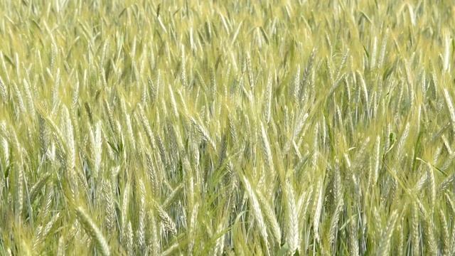 Demonstracyjna uprawa pszenżyta ozimego "Sekret" смотреть онлайн