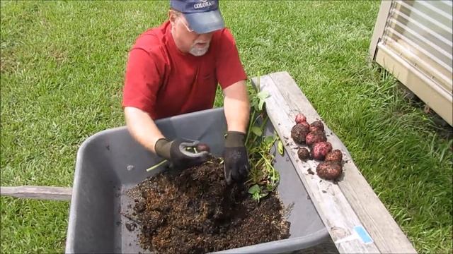 Indeterminate Potato Reveal (Grown in Rice Hulls) смотреть онлайн