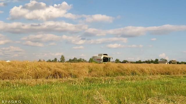 [Уборка рапса] CLAAS Lexion 530, 2x ПАЛЕССЕ GS 12 смотреть онлайн