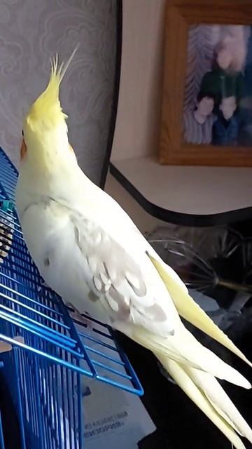 Очень красивый попугай корелла Тимоша смотреть онлайн