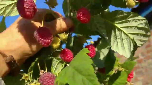 Сорт малини Зюгана , рвеш і хочется. смотреть онлайн