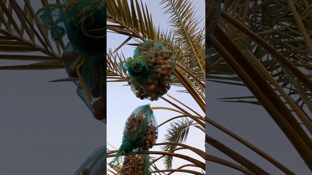 Dates tree how to cut Dates fresh fruits #shorts смотреть онлайн