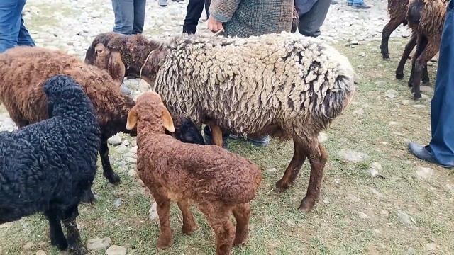 шанбебозор кириллик регар нархи гусфанд ва меваги 11 апрел новинка