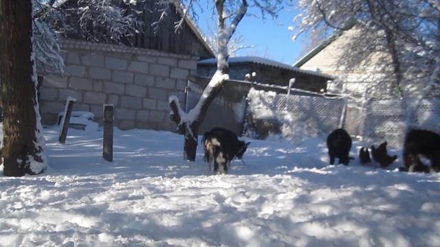 Молодая мама с малышом на прогулке. Зима и козы. смотреть онлайн