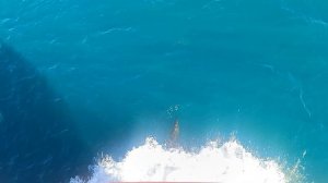 Встретили стаю дельфинов на переходе