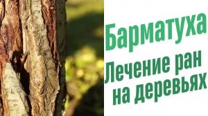 Лечение ран на деревьях.