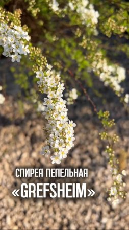 Спирея пепельная 'Grefsheim'