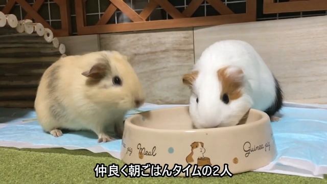 【動物・モルモット】モルモット総集編1　まろんとの初めての出会い～【癒し・寝落ち・作業用】