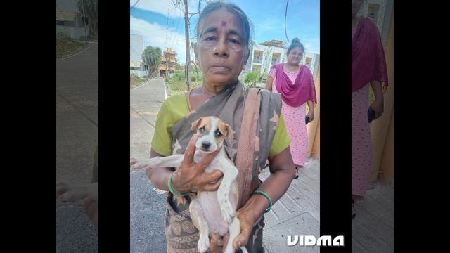 Abandoned puppys adoption pls come forward sai ram