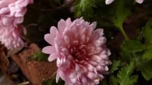 Хризантема зимующая зефирка.