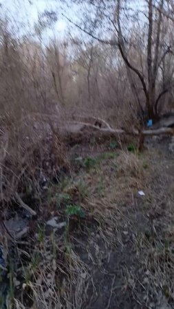 Утки средь кустов весенних.