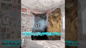 Пов: Мой поход на  вечеринку  (Мемные коты)