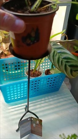 #фикспрайс Подсвечник для экономии цветочного места на подоконнике 🌺☀ #лайфхак