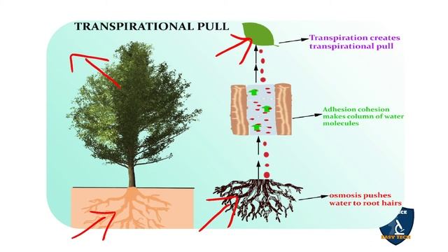 Transpiration in Tamil I Transportation in Plants and Circulation in Animals I Biology | 10 Class смотреть онлайн