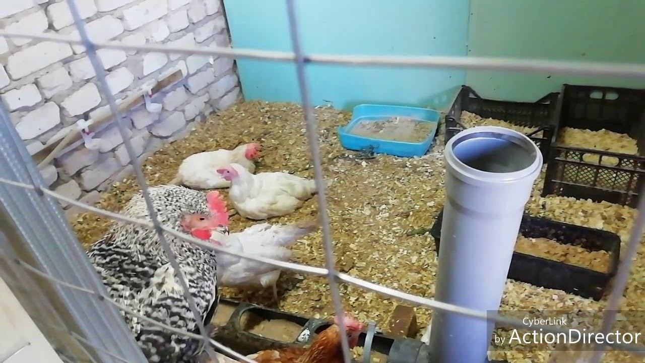 Утро раннее,Зекура, Красавчик и Удача сорта картофеля. Изменения в курятнике. смотреть онлайн