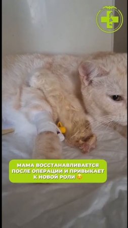 Рождение котят