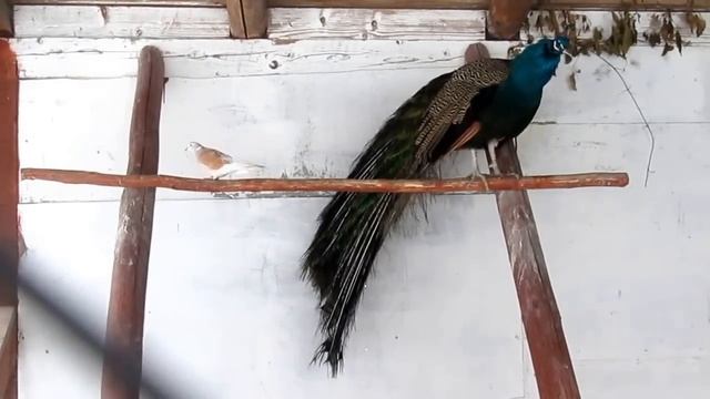 Не пара... смотреть онлайн