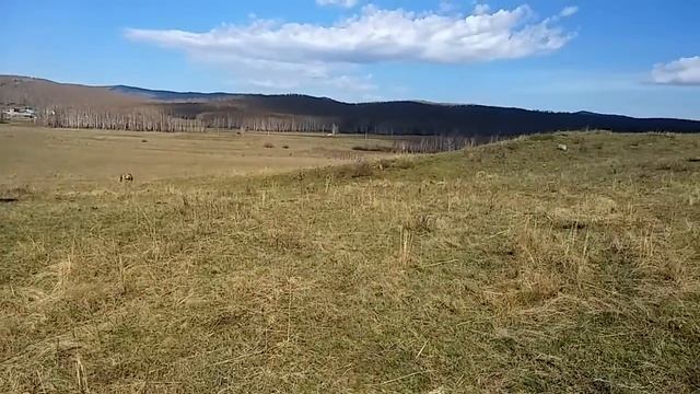 Башкирские лошади 🐎🐎🐎 смотреть онлайн