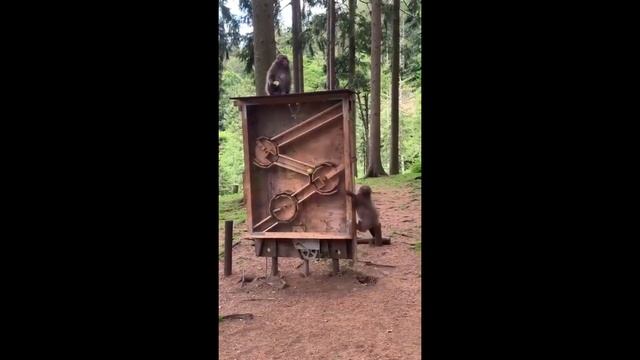 Обезьяны могут смотреть онлайн