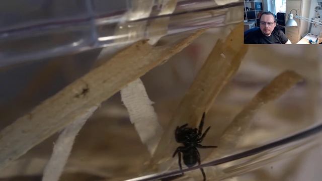 Meine neuen kleinen Springspinnen 2020 смотреть онлайн