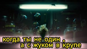 Кошмар на полке с гречкой — как победить кухонных жучков навсегда?