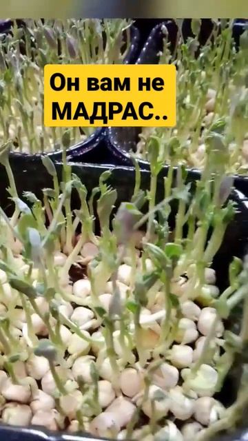 Горох обыкновенный. #микрозелень #горох #проростки #семена