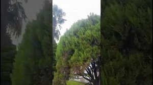 Сочи апрель природа