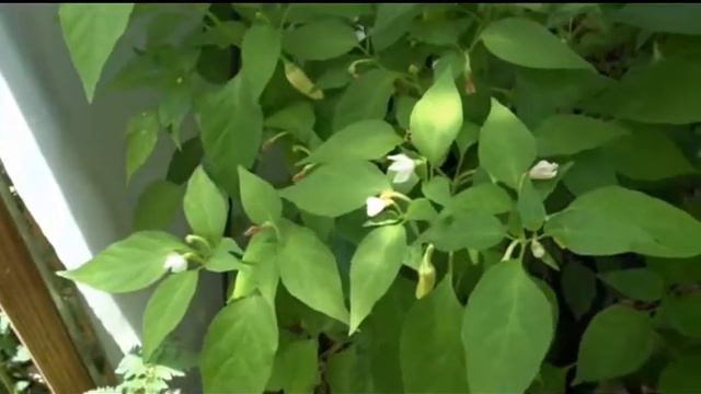 Cascabella Pepper, Capsicum annuum смотреть онлайн