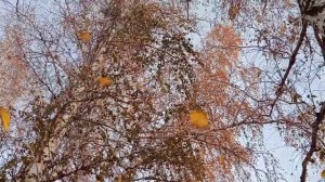 Прогулка по осенней березовой рощице