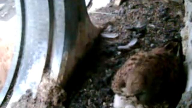 Самец прогнал второго самца.mp4 смотреть онлайн