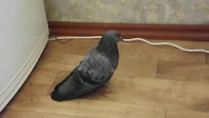 Голубь пришел опять