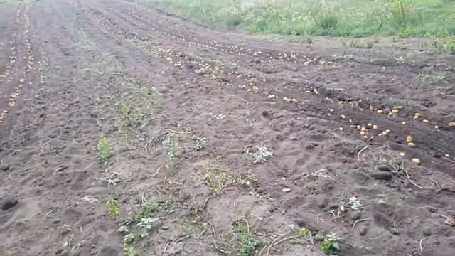 Картоплекопалка вібраційна типу вібролапа в роботі , продовження смотреть онлайн