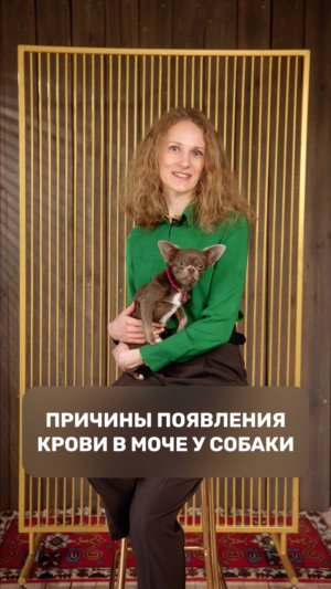 Причины появления крови в моче у собаки