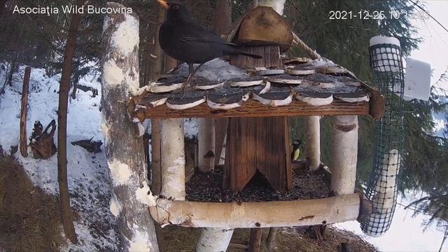 Черный дрозд смотреть онлайн