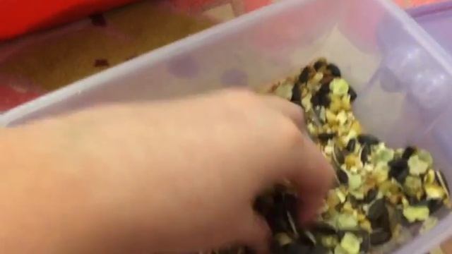 Уборка клетки у Феди🐀 1 часть смотреть онлайн