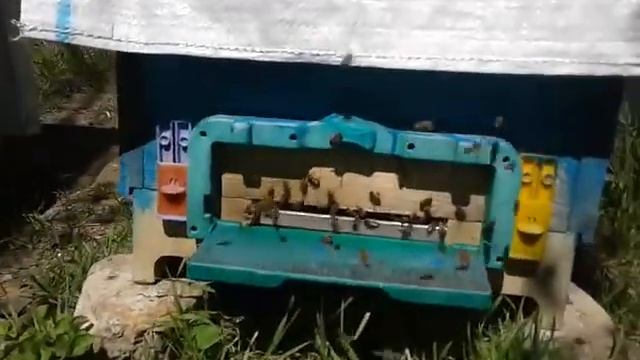 Пчель облетает! смотреть онлайн