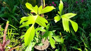 Philodendron "Florida Ghost"