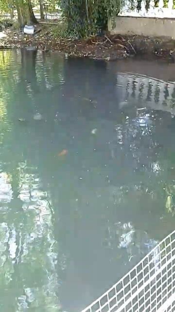 Олимпийский парк.Южные культуры смотреть онлайн