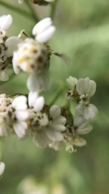 Тысячелистник . Макросъёмка 15х смотреть онлайн