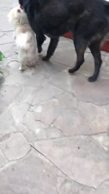 Наши питомцы Жадный шпиц.